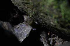 Nactus cheverti
