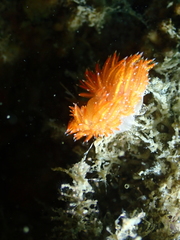 Sakuraeolis enosimensis