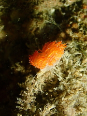 Sakuraeolis enosimensis