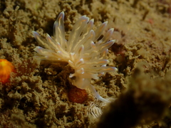 Phyllodesmium opalescens