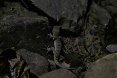 Nactus cheverti