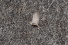 Aves
