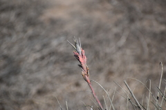 Tillandsia latifolia