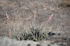 Tillandsia latifolia