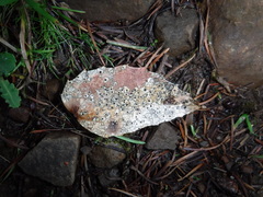 Coccomyces dentatus