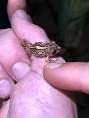 Pristimantis tungurahua