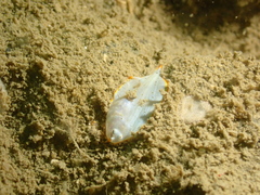 Aseraggodes albidus