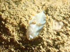 Aseraggodes albidus