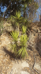 Yucca capensis