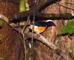 Copsychus stricklandii stricklandii