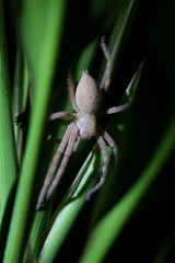 Neosparassus salacius