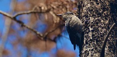 Picoides
