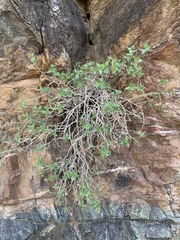 Brickellia atractyloides