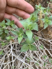 Brickellia atractyloides