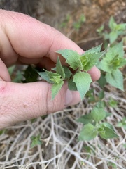 Brickellia atractyloides