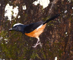 Copsychus stricklandii stricklandii