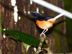 Copsychus stricklandii stricklandii