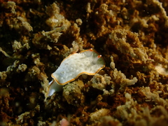 Diaphorodoris