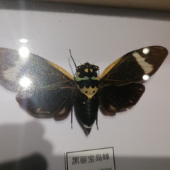 Formotosena seebohmi