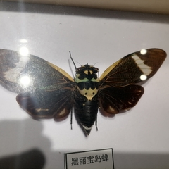 Formotosena seebohmi