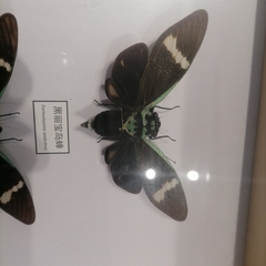 Formotosena seebohmi