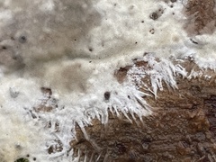 Trechispora mollusca