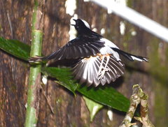 Copsychus stricklandii stricklandii