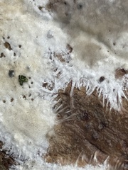 Trechispora mollusca