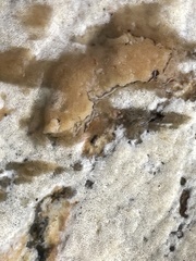 Trechispora mollusca