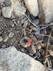 Melanopleurus belfragei