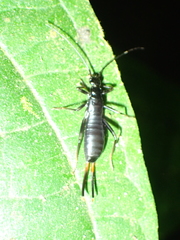 Chelisochinae