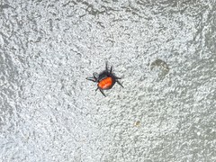 Isoxya penizoides