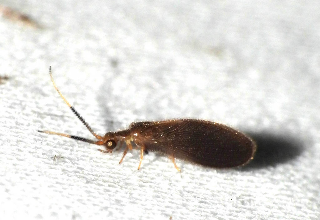 Sisyra apicalis