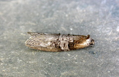 Decodes macdunnoughi