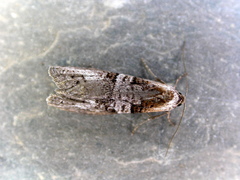 Decodes macdunnoughi