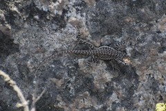 Microlophus