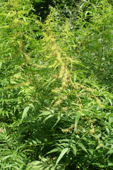 Datisca cannabina