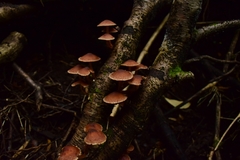 Hypholoma brunneum