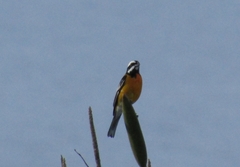 Spindalis nigricephala