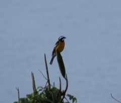 Spindalis nigricephala