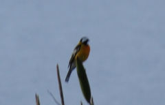 Spindalis nigricephala