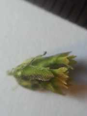 Hymenostephium rivularis