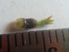 Hymenostephium rivularis