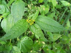 Hymenostephium rivularis