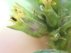 Hymenostephium rivularis