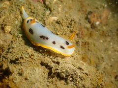 Chromodoris orientalis