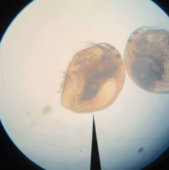 Picripleuroxus denticulatus