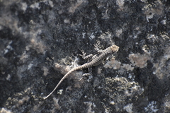 Microlophus