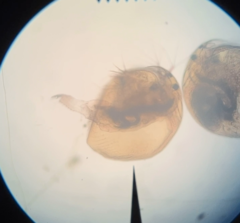 Picripleuroxus denticulatus