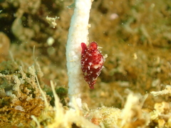 Crenavolva leopardus